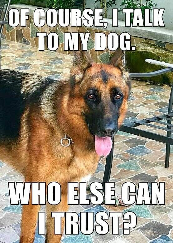 German Shepherd Meme - Of course, I talk to my dog. Who else can I trust