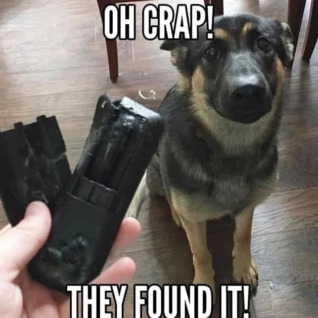 German shepherd meme - oh crap! They found it!