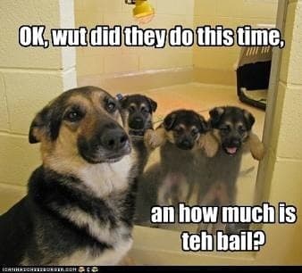 German Shepherd Meme - Ok, wut did they do this time, an how much is teh bail