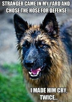 German Shepherd Meme - Stranger came in my yard and chose the hose for defense. I made him cry. Twice..