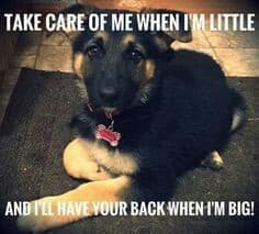 German Shepherd Meme - Take care of me when I'm little and I'll have your back when I'm big!