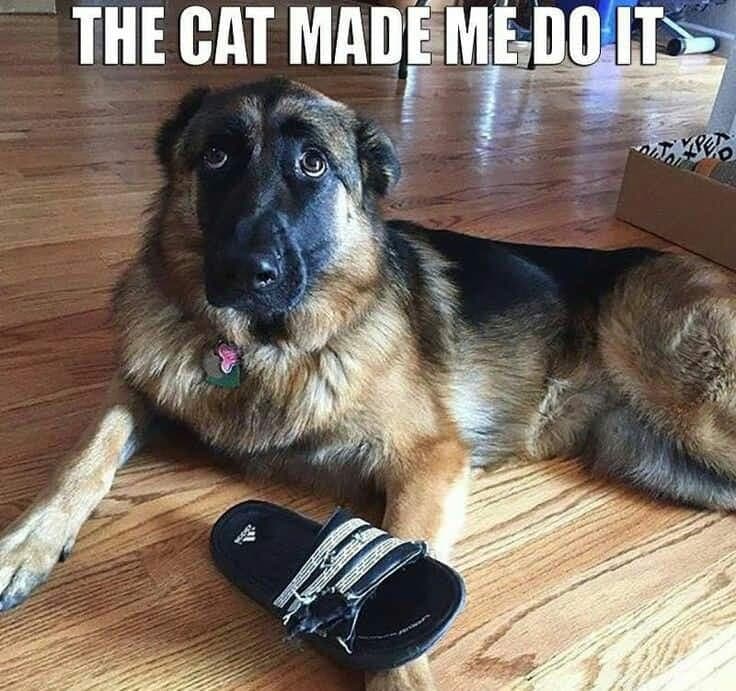 German Shepherd Meme - The cat made me do it