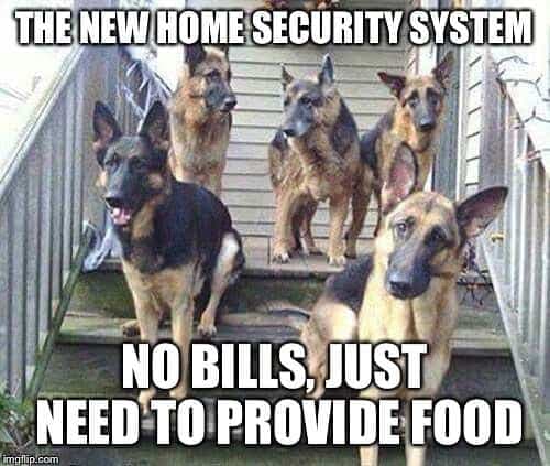 German Shepherd Meme - the new home security system no bills just need to provide food