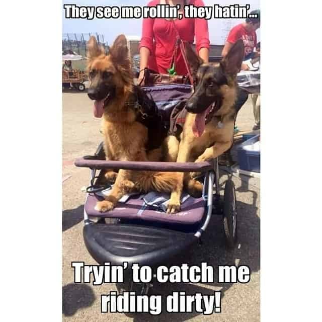 German Shepherd Meme - they see me rollin', they hatin', Tryin' to catch me riding dirty!