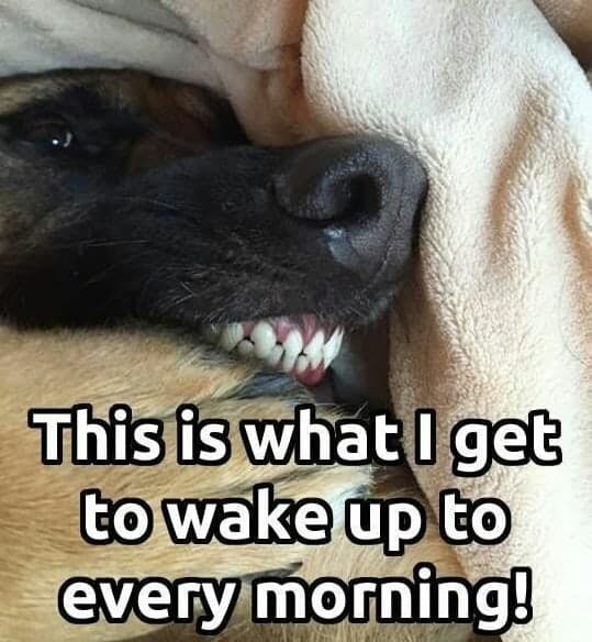 German Shepherd Meme - This is what I get to wake up to every morning!