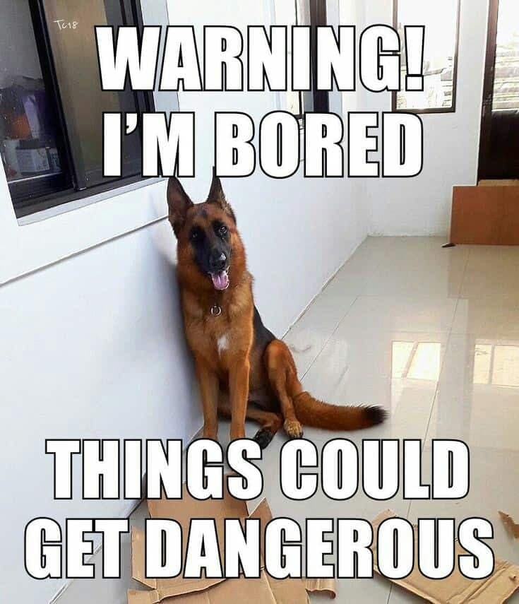 German shepherd meme - warning! I'm bored things could get dangerous