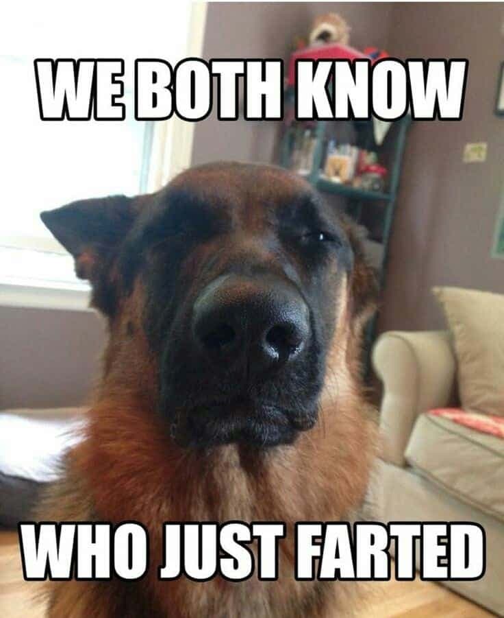 German shepherd meme - we both know who just farted