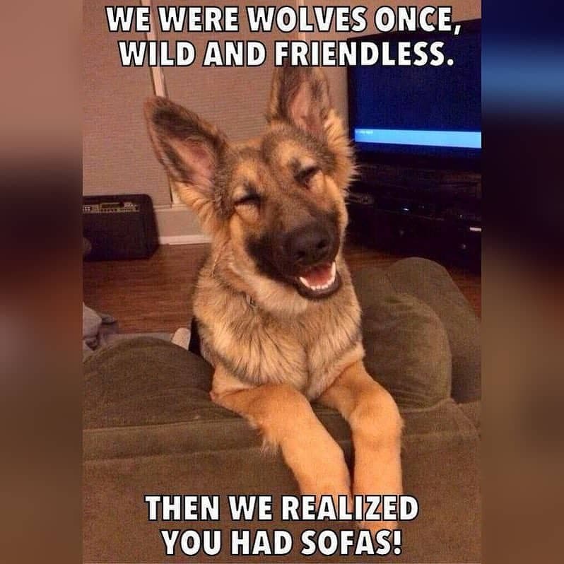 German shepherd meme - we were wolves once, wild and friendless. Then we realized you had sofas!