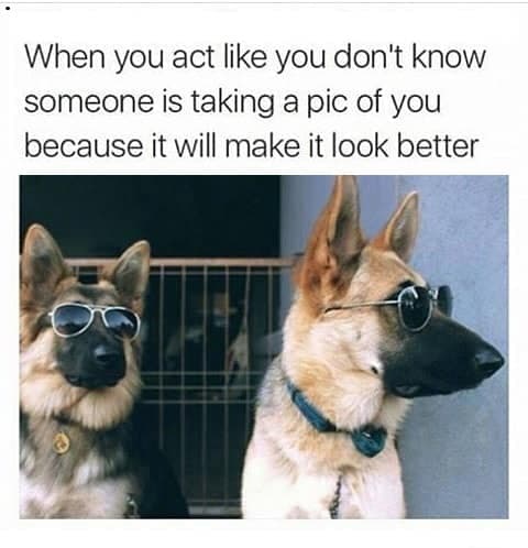 German shepherd meme - when you act like you don't know someone is taking a pic of you because it will make it look better