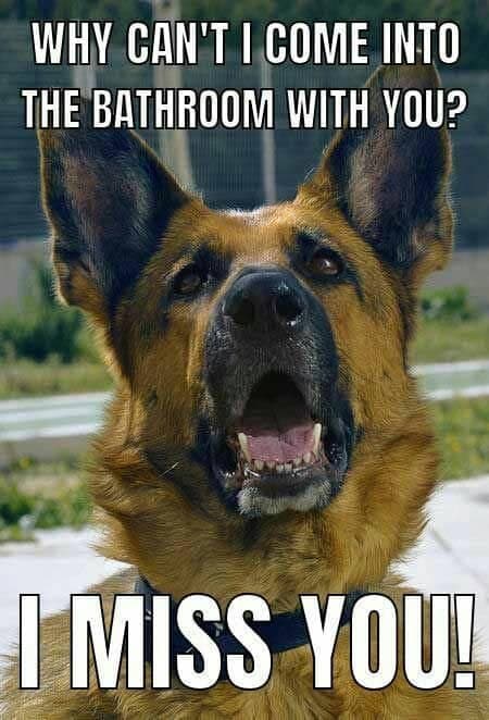 German shepherd meme - why can't i come into the bathroom with you. I miss you!