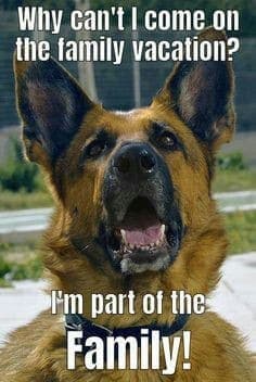 German Shepherd Meme - Why can't I come on the family vacation. I'm part of the family!