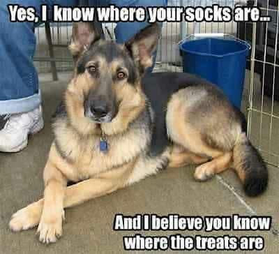 German Shepherd Meme - Yes, I know where your socks are... And I believe you know where the treats are