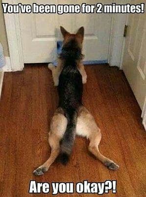 German shepherd meme - you've been gone for 2 minutes! Are you okay!