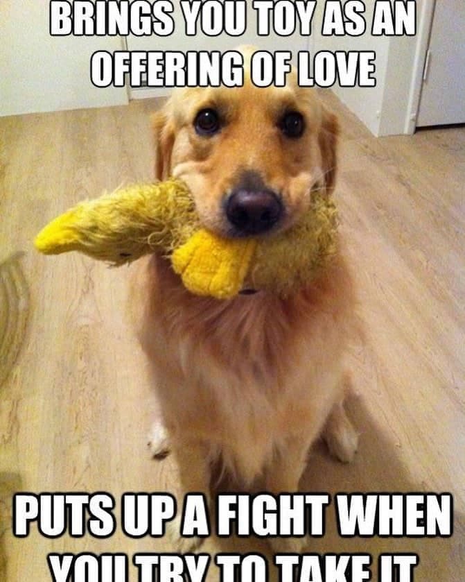 Golden retriever meme - brings you toy as an offering of love puts up a fight when you try to take it