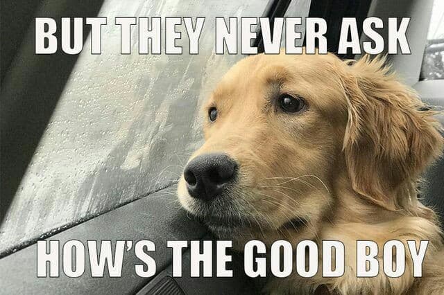 Golden retriever meme - but they never ask how's the good boy