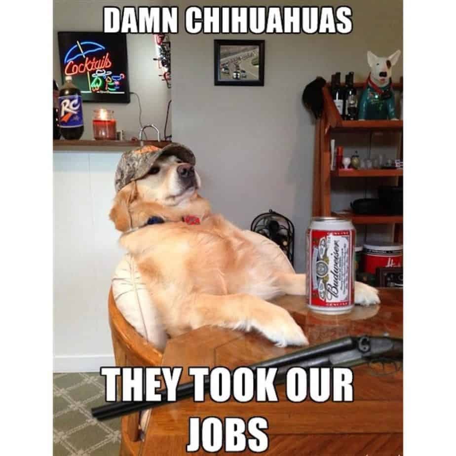 Golden retriever meme - damn chihuahuas they took our jobs