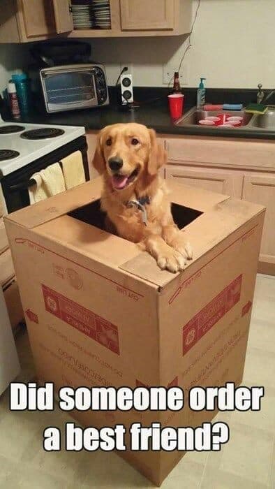 Golden retriever meme - did someone order a best friend