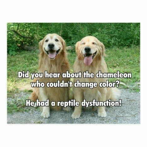 Golden retriever meme - did you hear about the chameleon who couldn't change color. He had a reptile dysfunction!