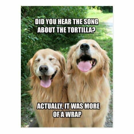 Golden Retriever Meme - Did you hear the song about the tortilla. Actually, it was more of a wrap