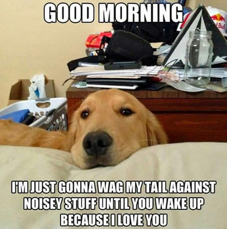 Golden retriever meme - good morning. I'm just gonna wag my tail against noisey stuff until you wake up because i love you