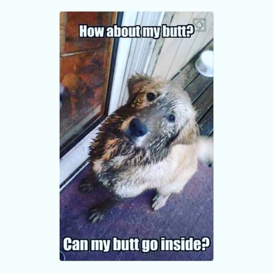 Golden Retriever Meme - How about my butt, Can my butt go inside