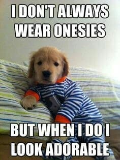 Golden Retriever Meme - I don't always wear onesies but when I do I look adorable