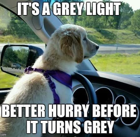 Golden retriever meme - it's a grey light better hurry before it turns grey