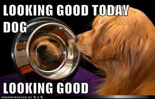 Golden retriever meme - looking good today dog looking good