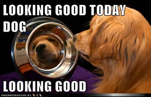 Golden Retriever Meme - Looking good today dog looking good