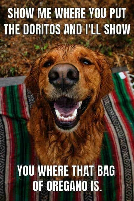 Golden Retriever Meme - Show me where you put the doritos and I'll show you where that bag of oregano is.