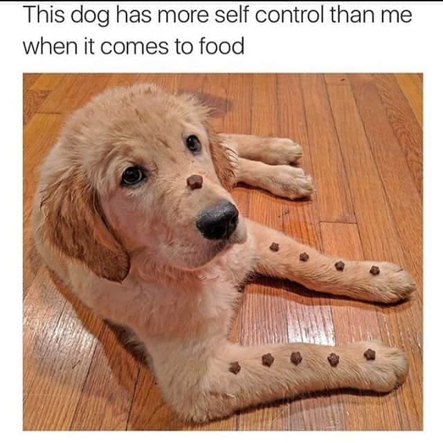 Golden retriever meme - this dog has more self control than me when it comes to food