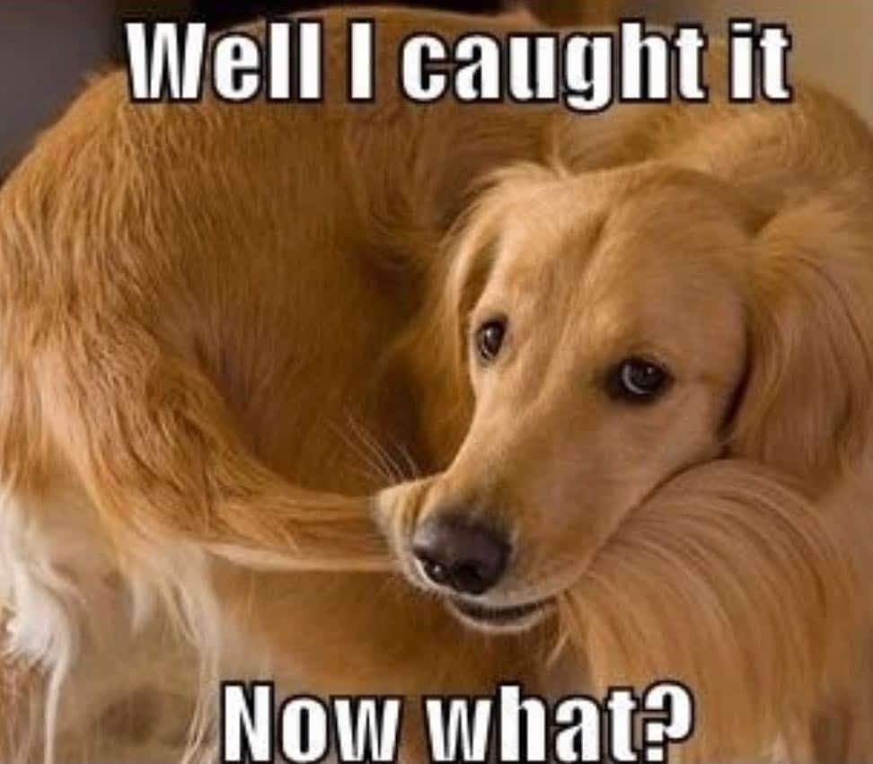 Golden Retriever Meme - Well I caught it. Now what