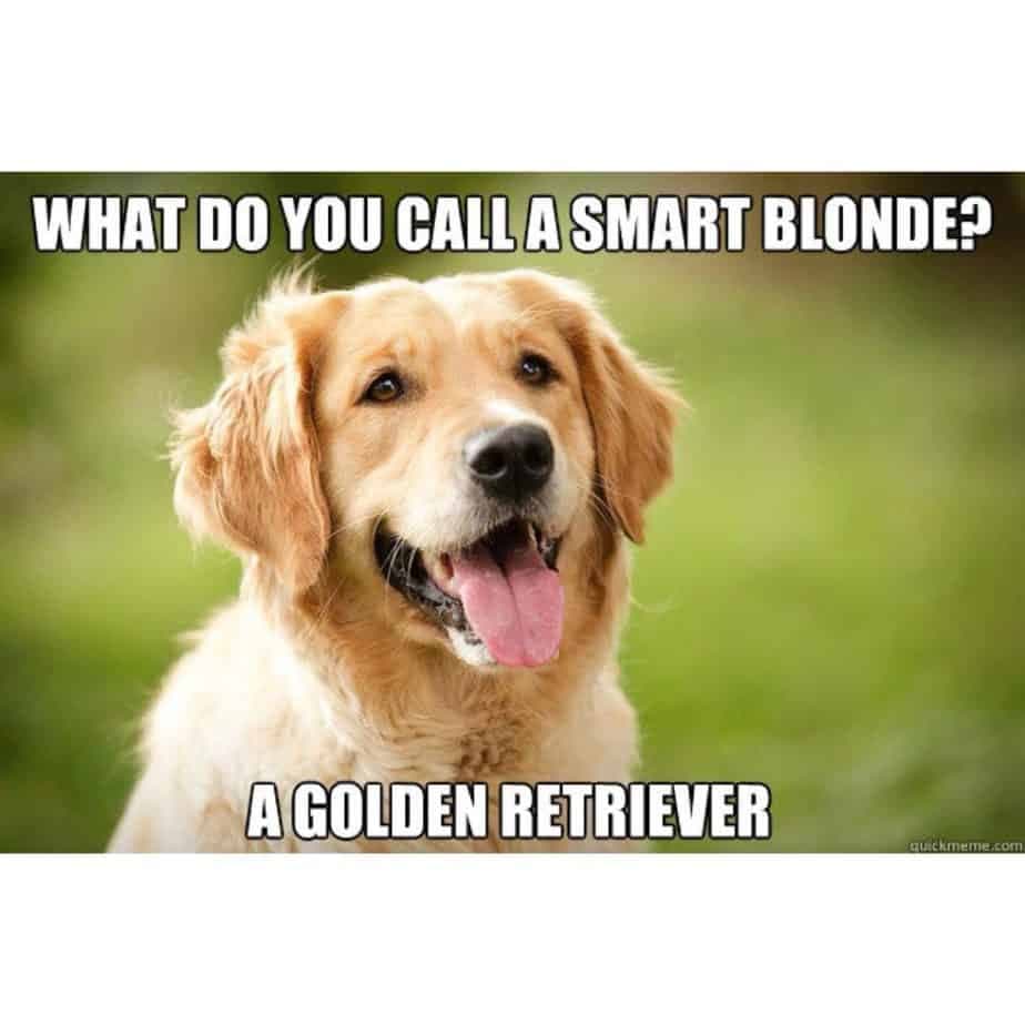 Golden retriever meme - what do you call a smart blonde, a golden retriever