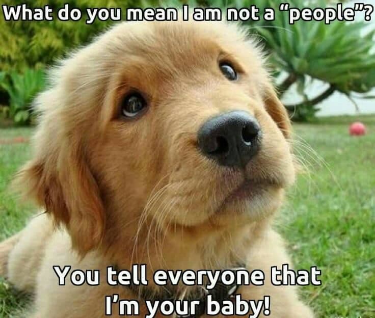 Golden retriever meme - what do you mean i am not a 'people'. You tell everyone that i'm your baby!