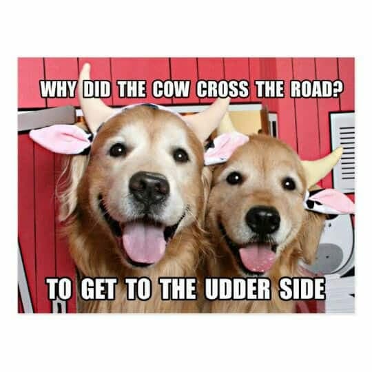 Golden retriever meme - why did the cow cross the road to get to the udder side