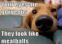 Golden Retriever Meme - Your eyes are gorgeous they look like meatballs