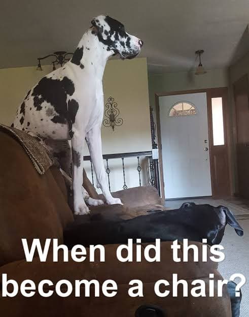Great dane meme - when did this become a chair