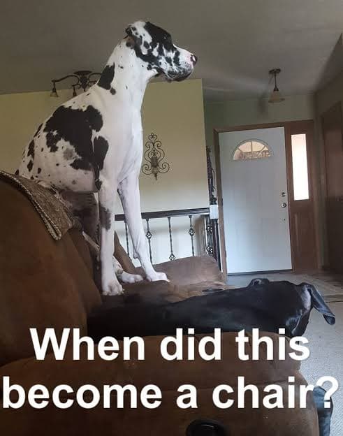 Great Dane Meme - When did this become a chair