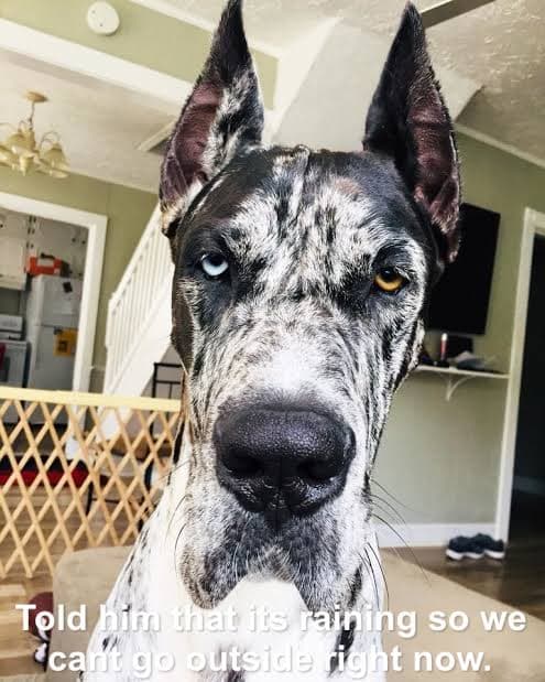 Great dane meme - told him that is raining so we can't go outside right now