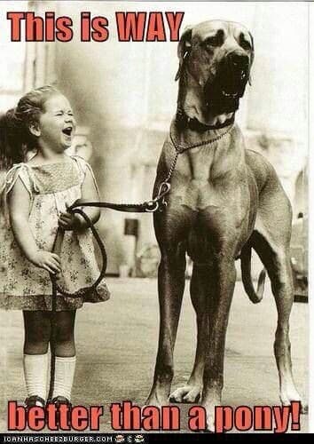 Great Dane Meme - This is way better than a pony!