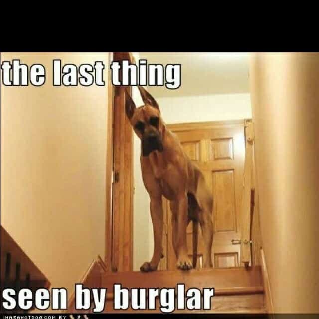 Great dane meme - the last thing seen by burglar
