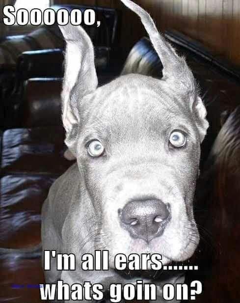 Great Dane Meme - Soooooo, I'm all ears.... whats goin on.