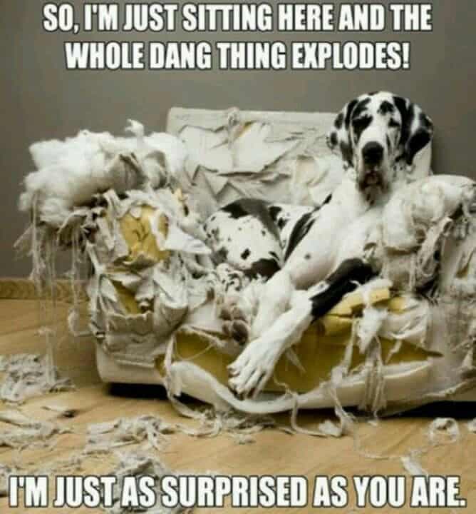 Great Dane Meme - So, I'm just sitting here and the whole dang thing explodes! I'm just as surprised as you are