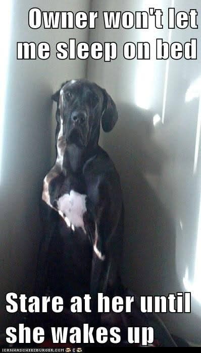 Great dane meme - owner won't let me sleep on bed. Stare at her until she wakes up