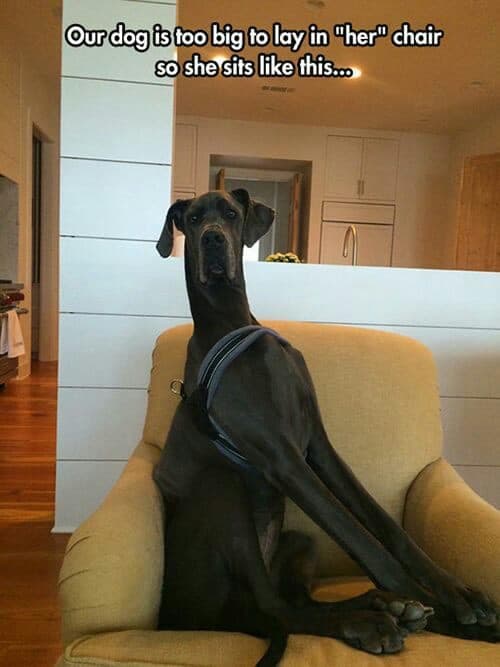 Great dane meme - our dog is too big to lay in 'her' chair so she sits like this...