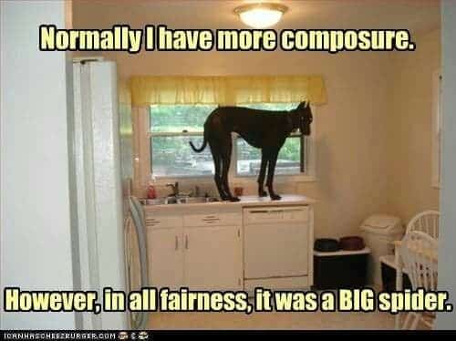 Great Dane Meme - Normally I have more composure. How ever, in all fairness, it was a Big spider.