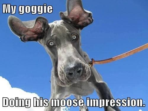 Great Dane Meme - My goggie, Doing his moose impression.