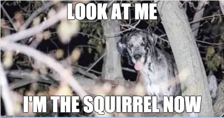 Great dane meme - look at me i'm the squirrel now