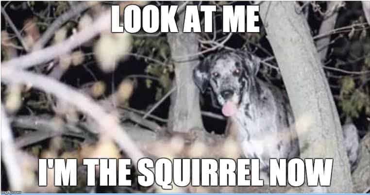 Great Dane Meme - Look at me I'm the squirrel now