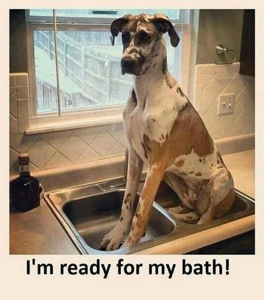 Great dane meme - i'm ready for my bath!